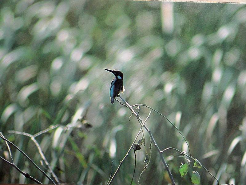 POSTCARD: Common Kingfisher; DISPLAY FULL IMAGE.
