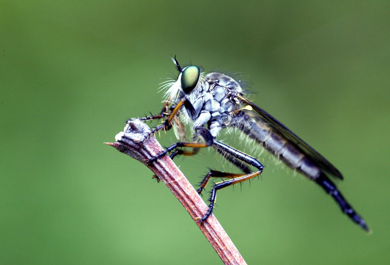 Robber fly (not my photo); DISPLAY FULL IMAGE.