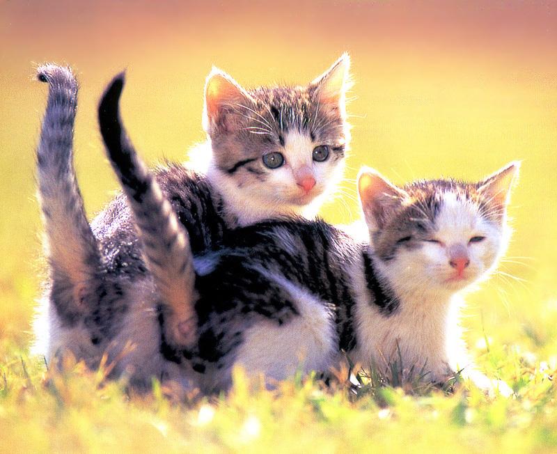 Kametaro's Cats Collection: Pure Cats Vol. 16 - Kitten - 189; DISPLAY FULL IMAGE.