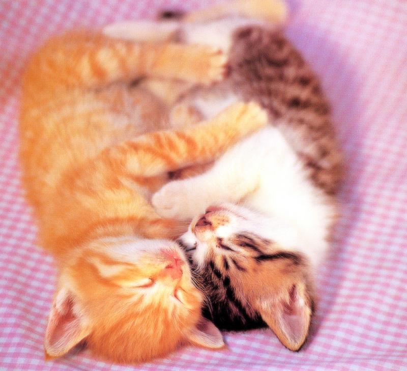 Kametaro's Cats Collection: Pure Cats Vol. 16 - Kitten - 192; DISPLAY FULL IMAGE.