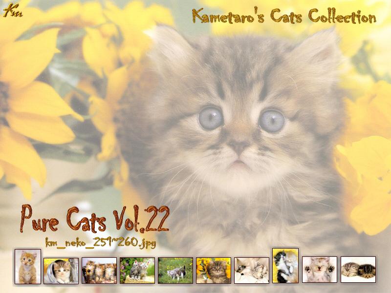 Kametaro's Cats Collection: Pure Cats Vol. 22 - Kitten - Index; DISPLAY FULL IMAGE.