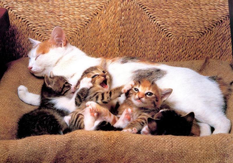 Kametaro's Cats Collection: Pure Cats Vol. 23~ - Kitten - 281; DISPLAY FULL IMAGE.