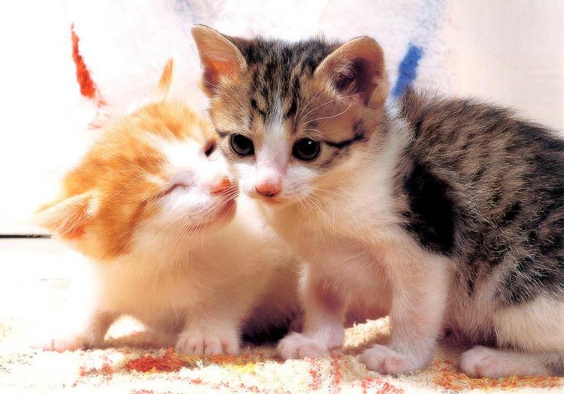 Kametaro's Cats Collection: Pure Cats Vol. 23~ - Kitten - 283; DISPLAY FULL IMAGE.