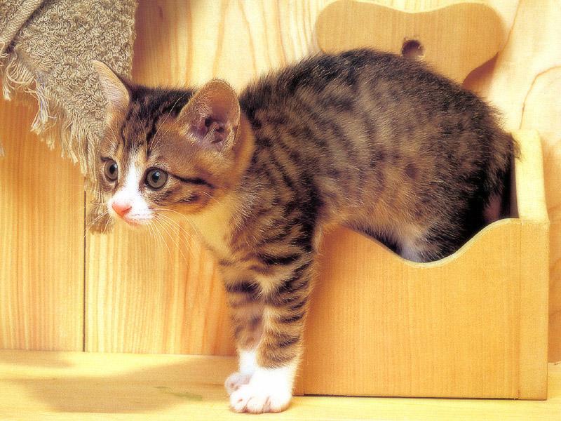 Kametaro's Cats Collection: Pure Cats Vol. 23~ - Kitten - 287; DISPLAY FULL IMAGE.