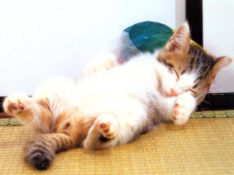 Kametaro's Cats Collection: Pure Cats Vol. 23~ - Kitten - 289; DISPLAY FULL IMAGE.