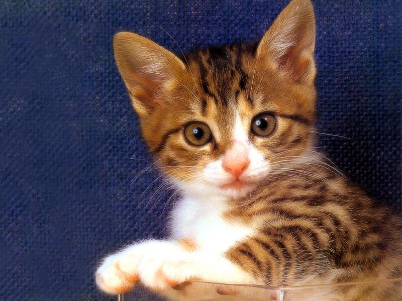 Kametaro's Cats Collection: Pure Cats Vol. 23~ - Kitten - 290; DISPLAY FULL IMAGE.