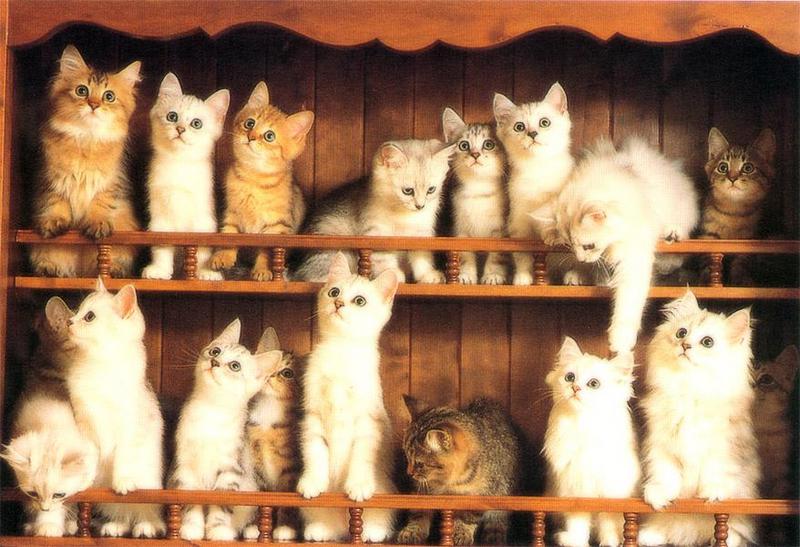 Kametaro's Cats Collection: Pure Cats Vol. 23~ - Kitten - 9007 (extra?); DISPLAY FULL IMAGE.