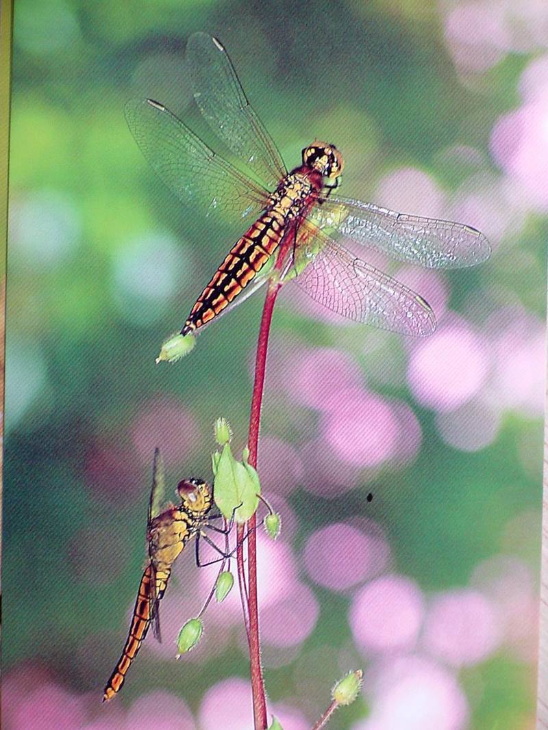 POSTCARD: Dragonflies (Lyriothemis pachygastra); DISPLAY FULL IMAGE.