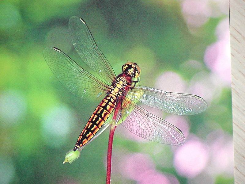POSTCARD: Dragonfly (Lyriothemis pachygastra) - closeup; DISPLAY FULL IMAGE.