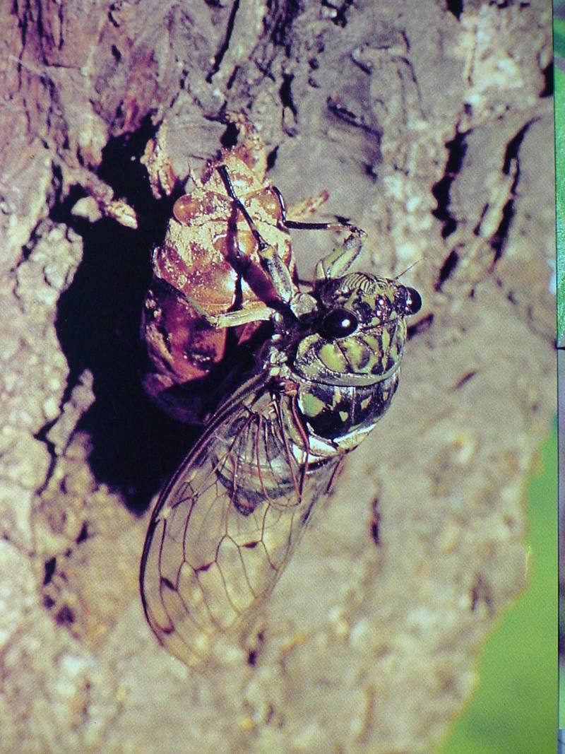 POSTCARD: Korean dusky cicada; DISPLAY FULL IMAGE.