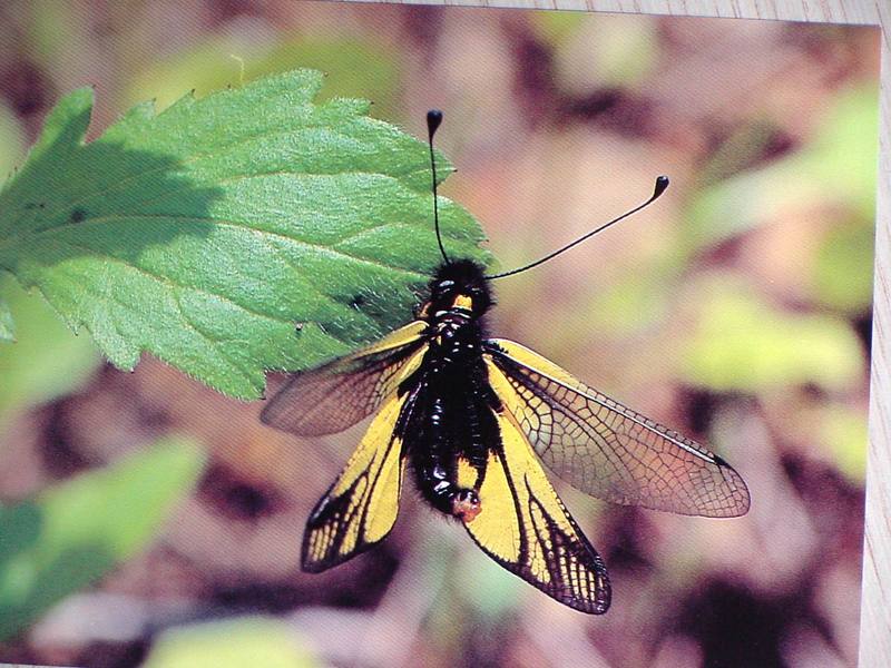 POSTCARD: Yellow Owlfly (Ascalaphus sibiricus); DISPLAY FULL IMAGE.