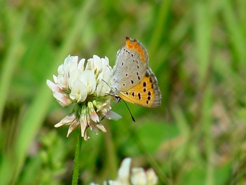 Small Copper (작은주홍부전나비); DISPLAY FULL IMAGE.