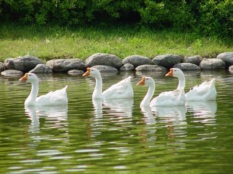 중국거위 Anser cygnoides (Swan Geese); DISPLAY FULL IMAGE.