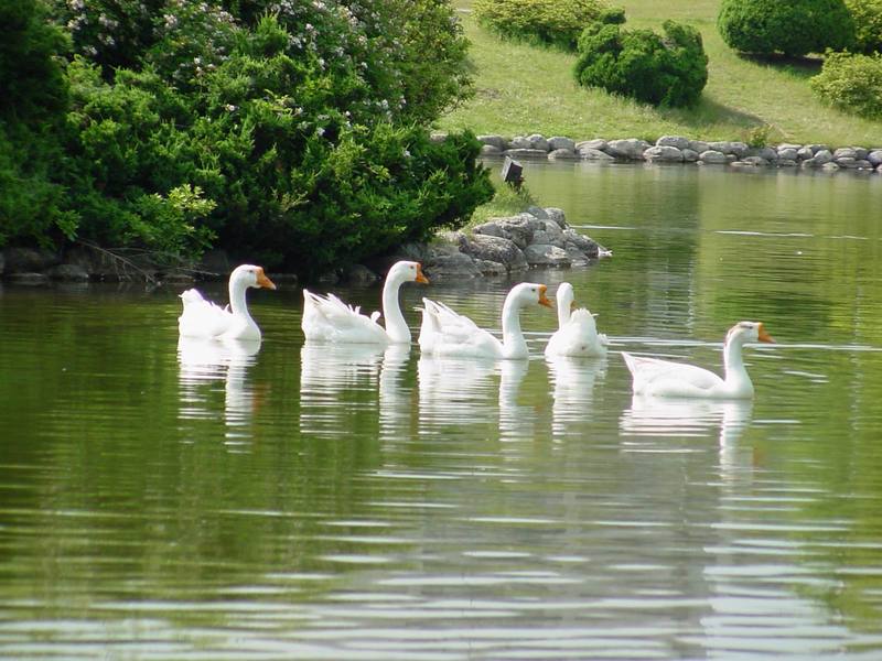 중국거위 Anser cygnoides (Swan Geese); DISPLAY FULL IMAGE.