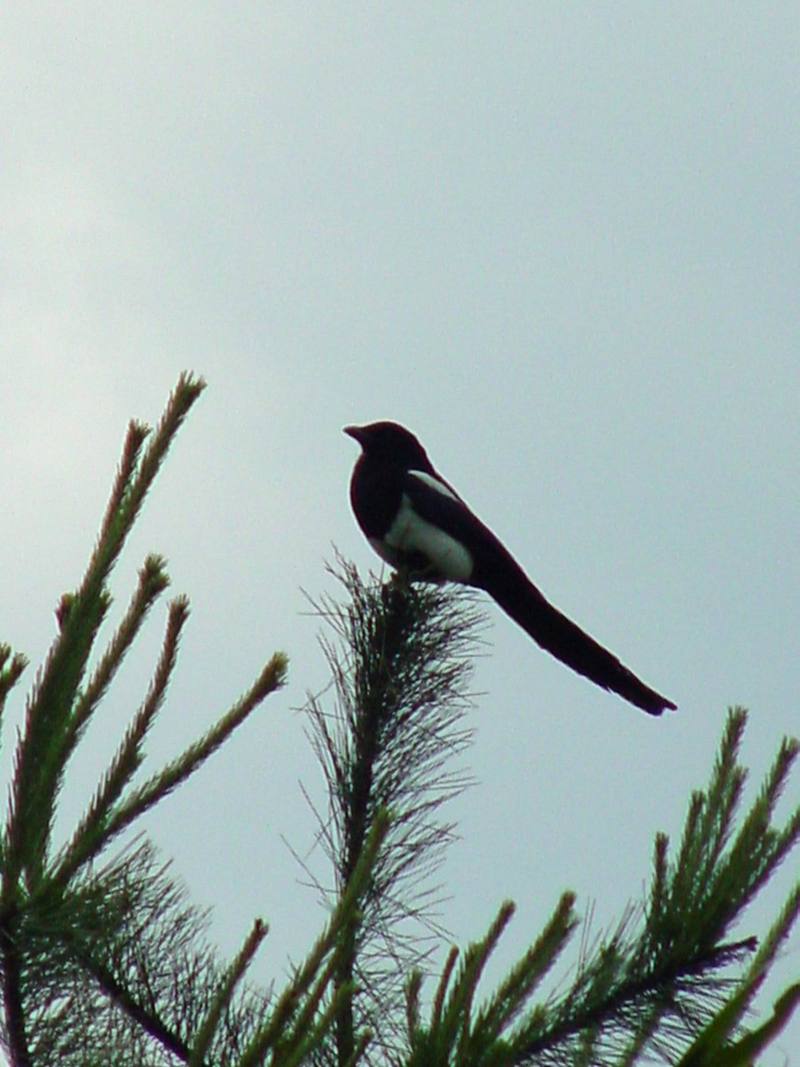 Black-billed Magpie (까치); DISPLAY FULL IMAGE.