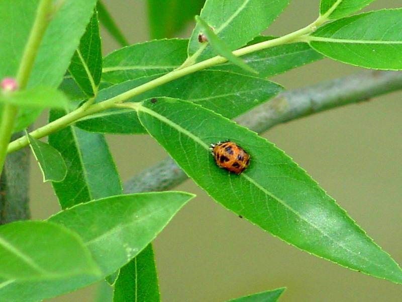 Pupae of a ladybug; DISPLAY FULL IMAGE.