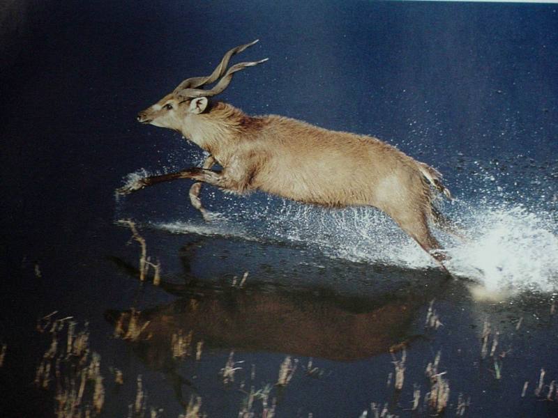 Sitatunga antelope; DISPLAY FULL IMAGE.