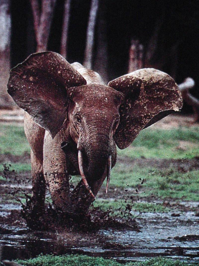 African Elephant; DISPLAY FULL IMAGE.