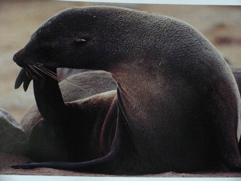 Sea lion; DISPLAY FULL IMAGE.