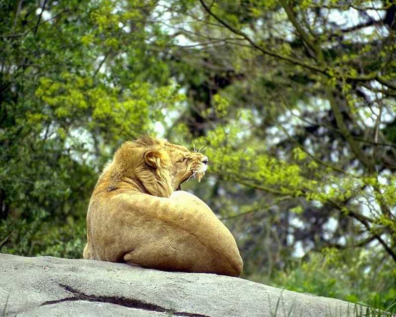 [Big Yawn] African lion; DISPLAY FULL IMAGE.