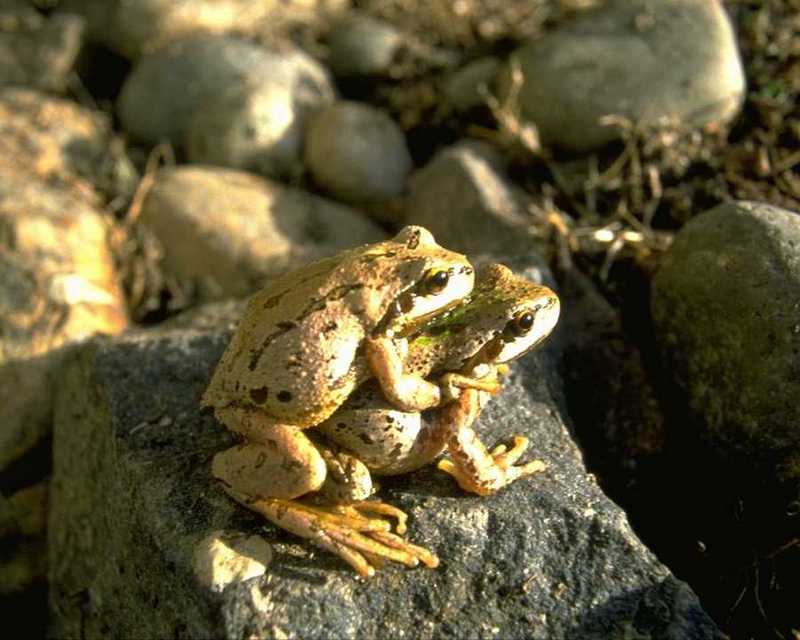 Toads? (unidentified); DISPLAY FULL IMAGE.