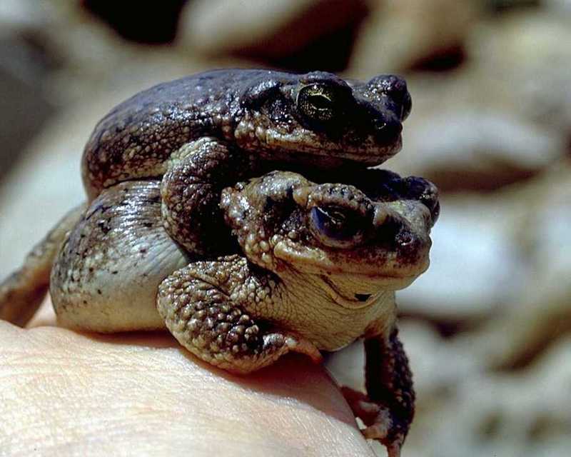 Toads? (unidentified); DISPLAY FULL IMAGE.