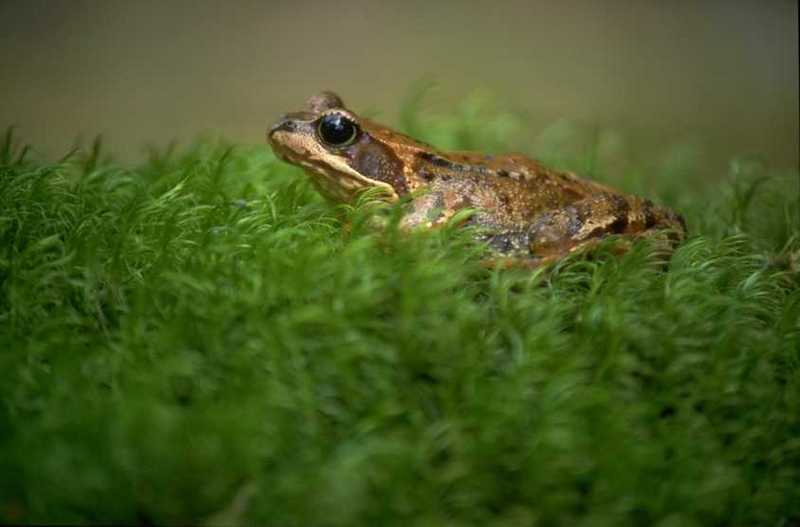 Toad? (unidentified); DISPLAY FULL IMAGE.