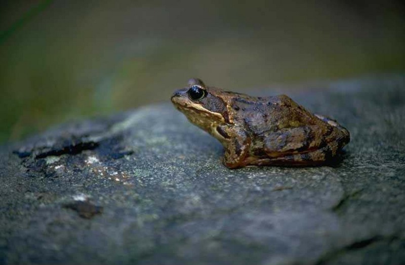 Toad? (unidentified); DISPLAY FULL IMAGE.