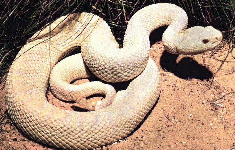 [Albino] White snake - albino rattler; DISPLAY FULL IMAGE.