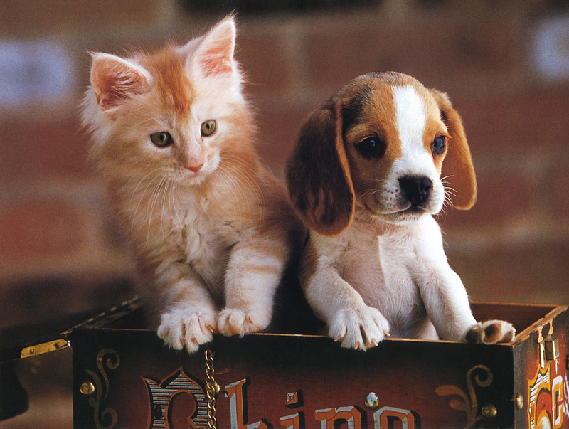 Four Paws 2004 Calendar by FlowerChild - kb_4paws-12 - Kitten and Puppy; DISPLAY FULL IMAGE.