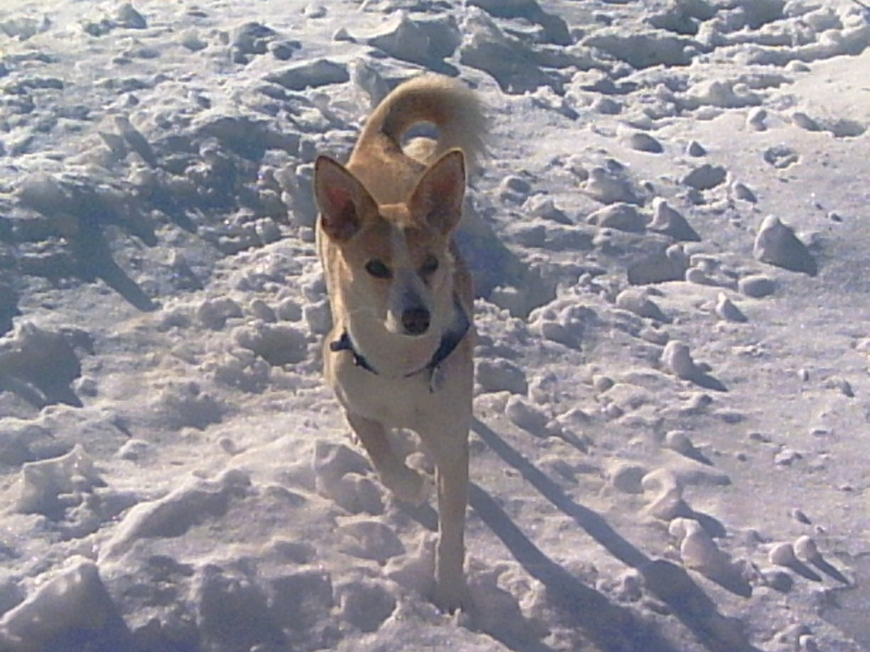 Maya 2 year old basenji mix; DISPLAY FULL IMAGE.