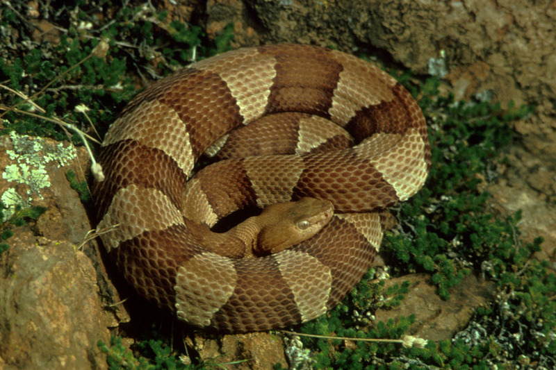 Broad-banded Copperhead (Agkistrodon contortrix laticinctus); DISPLAY FULL IMAGE.