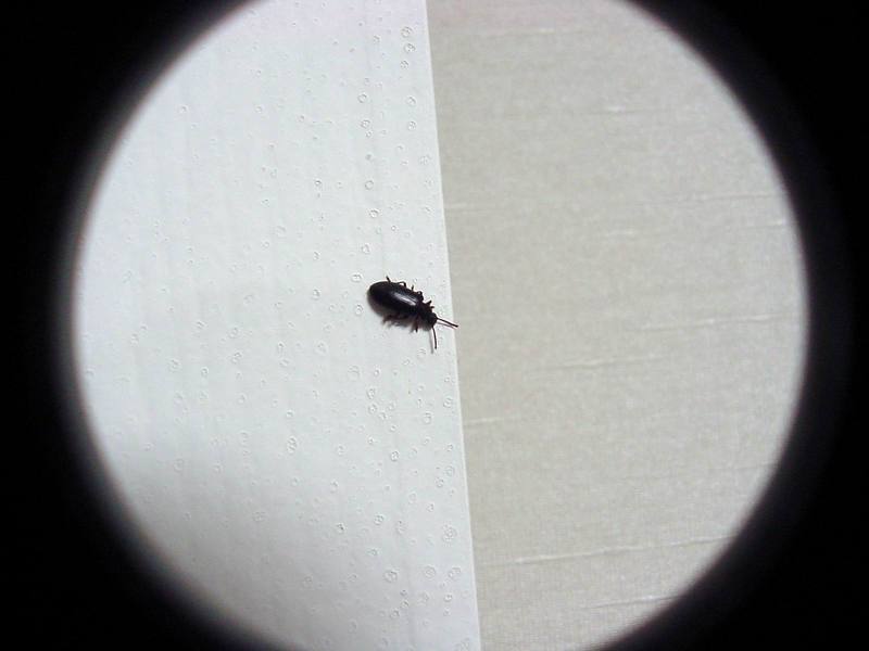 Black Bug (unknown to me); DISPLAY FULL IMAGE.