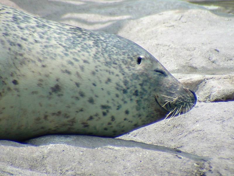 Okhotsk Harbor Seal / Spotted Seal - Phoca vitulina largha (Pallas, 1811); DISPLAY FULL IMAGE.