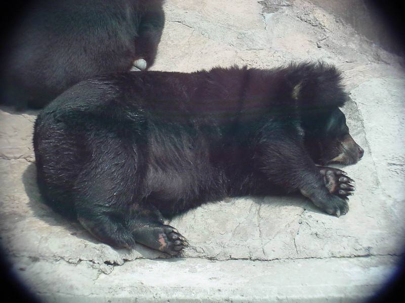 European Brown Bear (napping) {!--유럽불곰-->; DISPLAY FULL IMAGE.