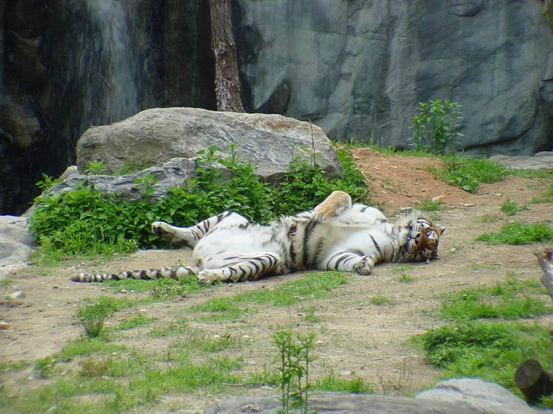 Siberian Tiger {!--시베리아호랑이-->; DISPLAY FULL IMAGE.