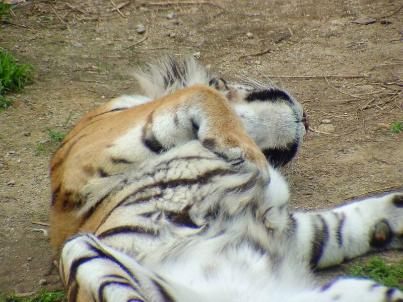 Siberian Tiger {!--시베리아호랑이-->; DISPLAY FULL IMAGE.