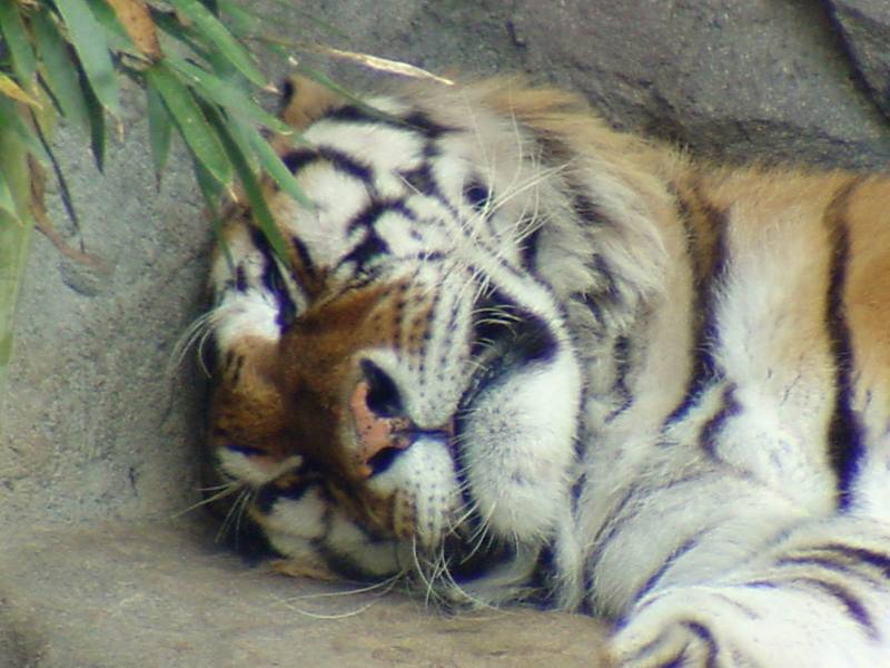 Siberian Tigers {!--시베리아호랑이-->; DISPLAY FULL IMAGE.