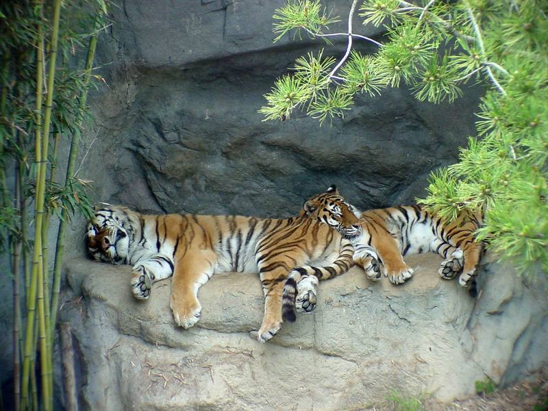 Siberian Tigers {!--시베리아호랑이-->; DISPLAY FULL IMAGE.