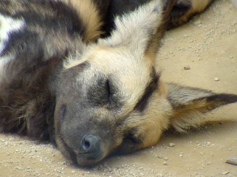 African Wild Dog {!-- 아프리카들개 -->; DISPLAY FULL IMAGE.