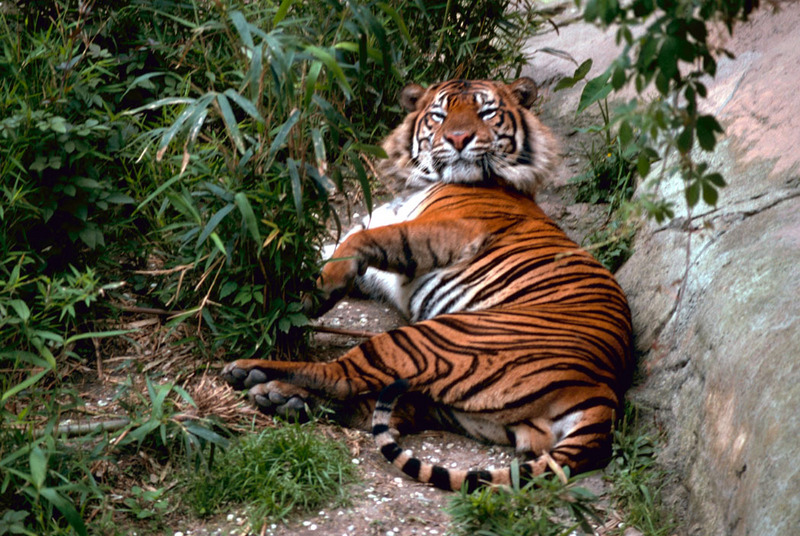 Bengal Tiger - Panthera tigris tigris {!--벵골호랑이-->; DISPLAY FULL IMAGE.