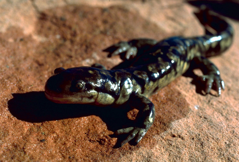 Tiger Salamander - Ambystoma tigrinum; DISPLAY FULL IMAGE.