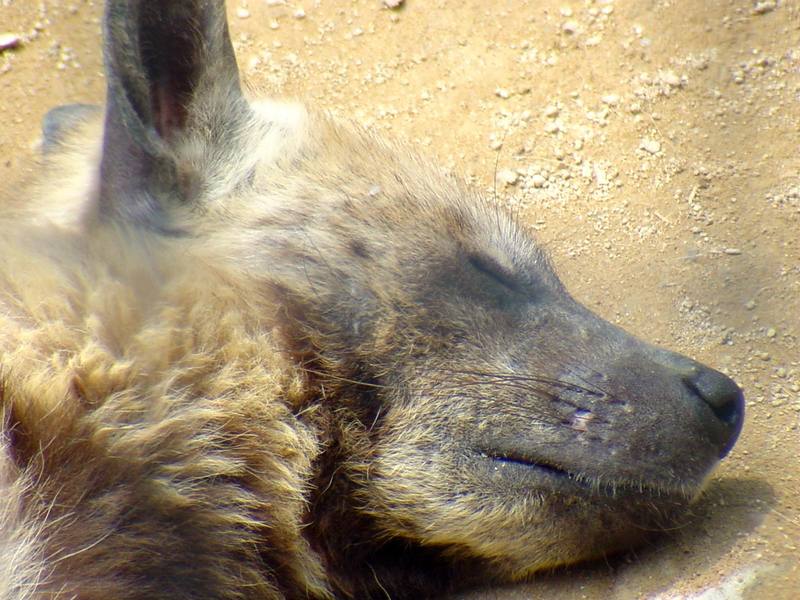 Striped Hyena Hyaena hyaena sleeping (Daejeon Zooland); DISPLAY FULL IMAGE.