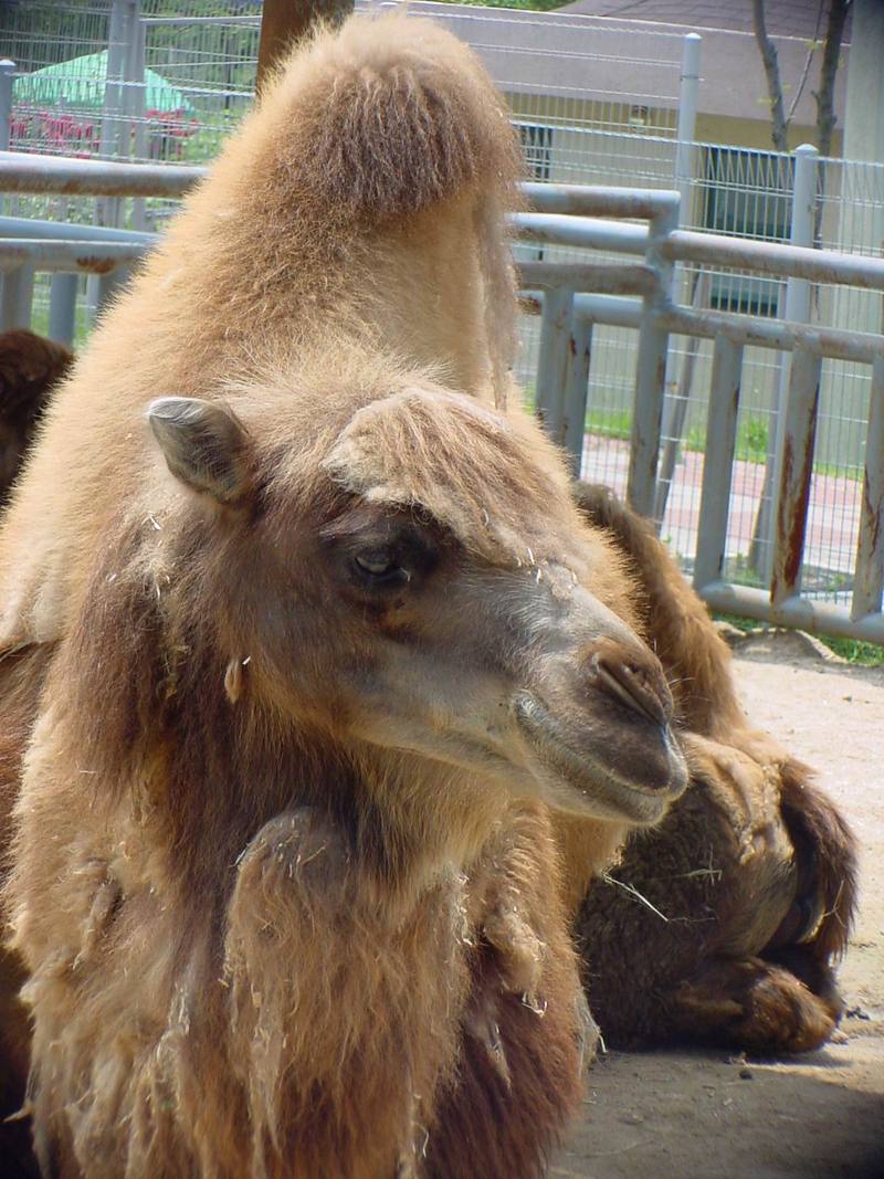 Bactrian Camel (Daejeon Zooland); DISPLAY FULL IMAGE.