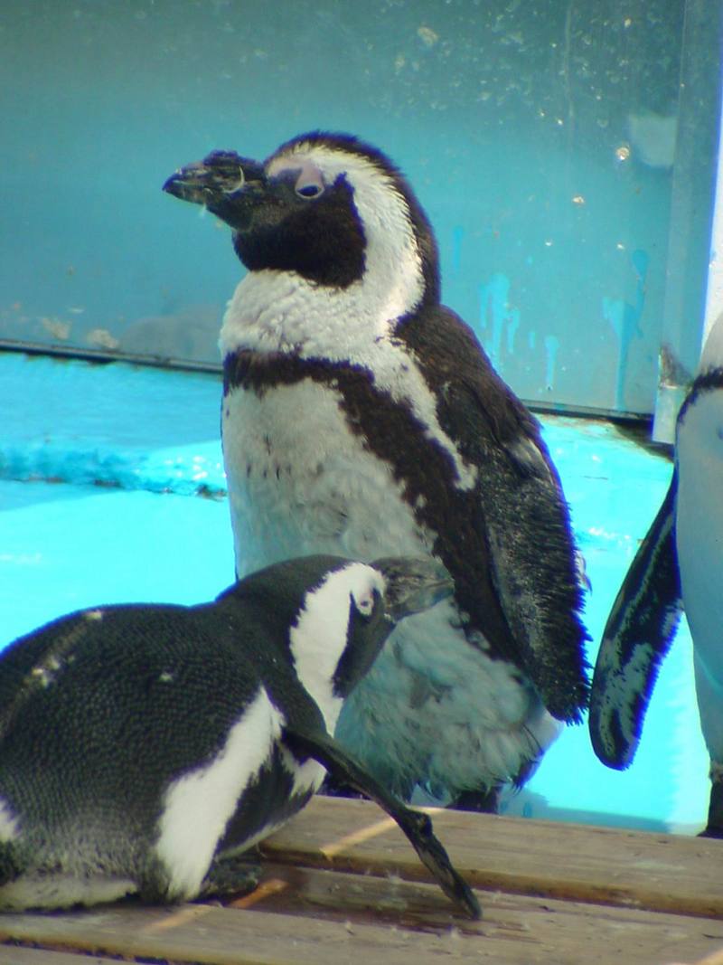 Jackass Penguins (Daejeon Zooland); DISPLAY FULL IMAGE.