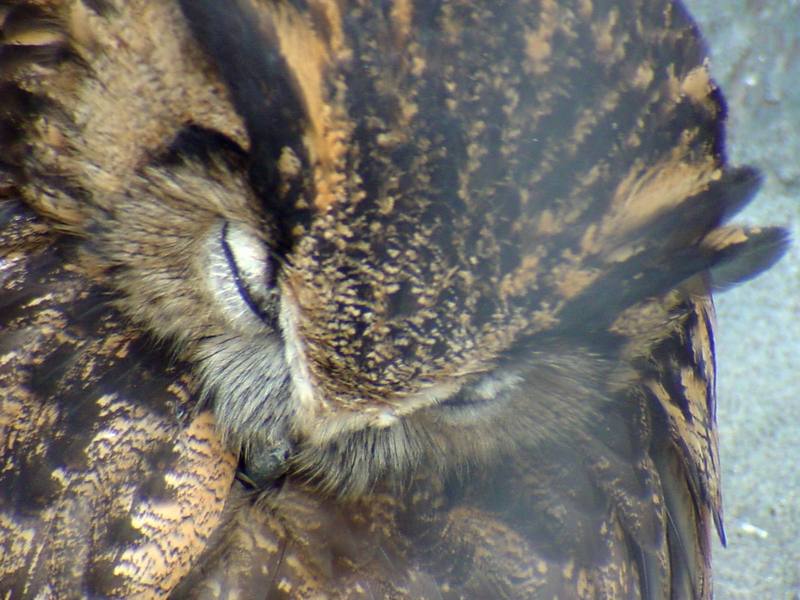 Eurasian Eagle Owl (Daejeon Zooland); DISPLAY FULL IMAGE.