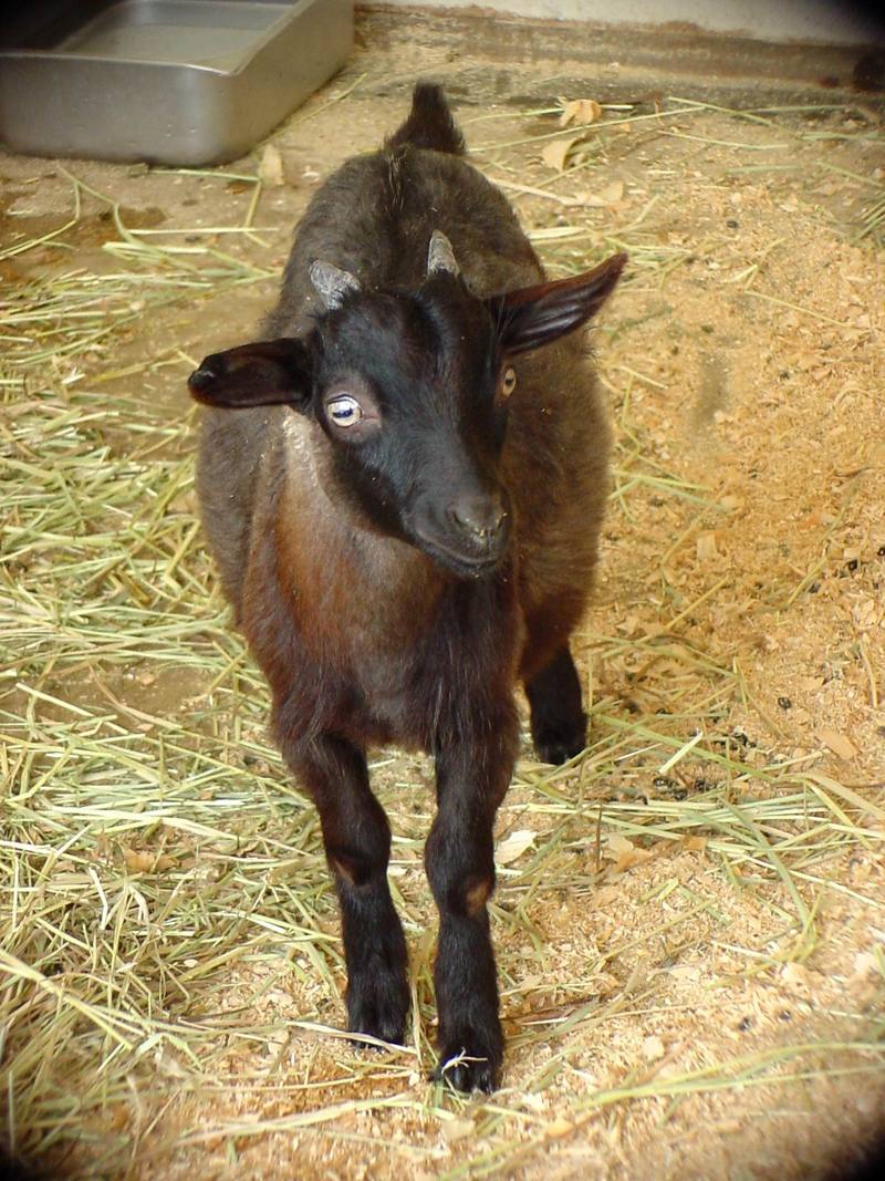 Black Goat (Daejeon Zooland); DISPLAY FULL IMAGE.