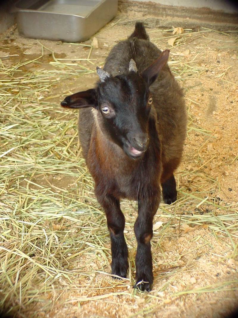 Black Goat (Daejeon Zooland); DISPLAY FULL IMAGE.