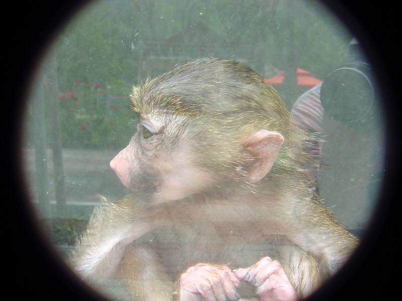 Baby baboon (Daejeon Zooland); DISPLAY FULL IMAGE.