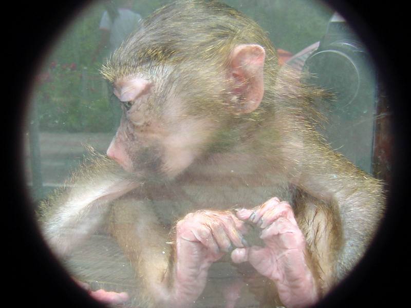 Baby baboon (Daejeon Zooland); DISPLAY FULL IMAGE.